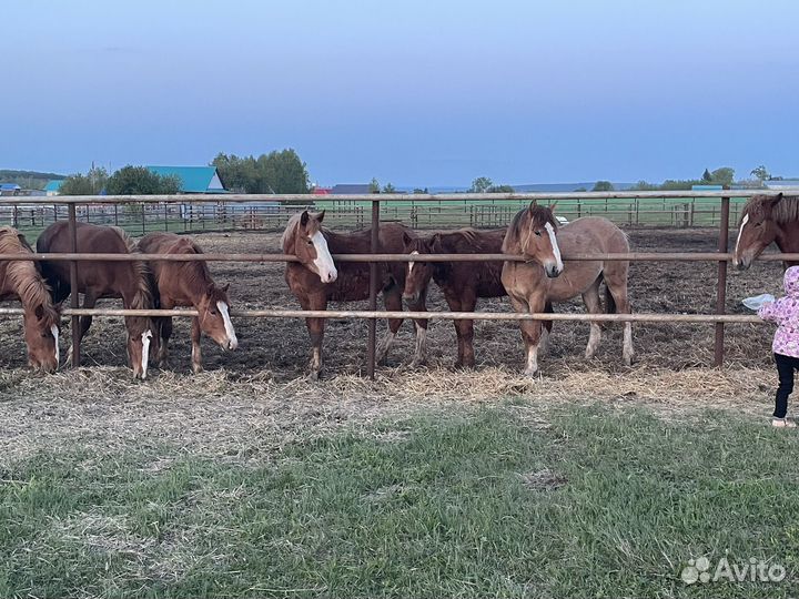 Кобылки на племя годовалые