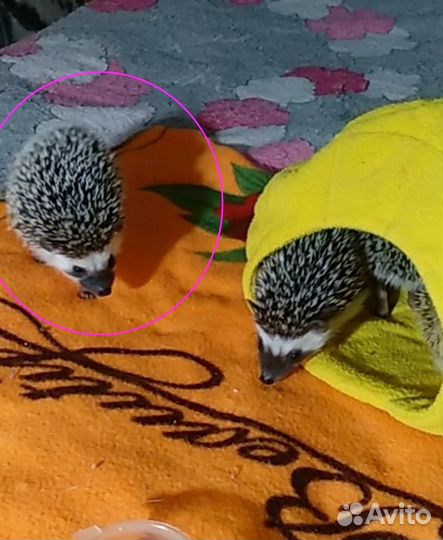 Ежик девочка