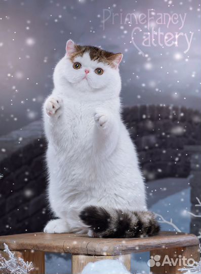 Котик экзот ванечка