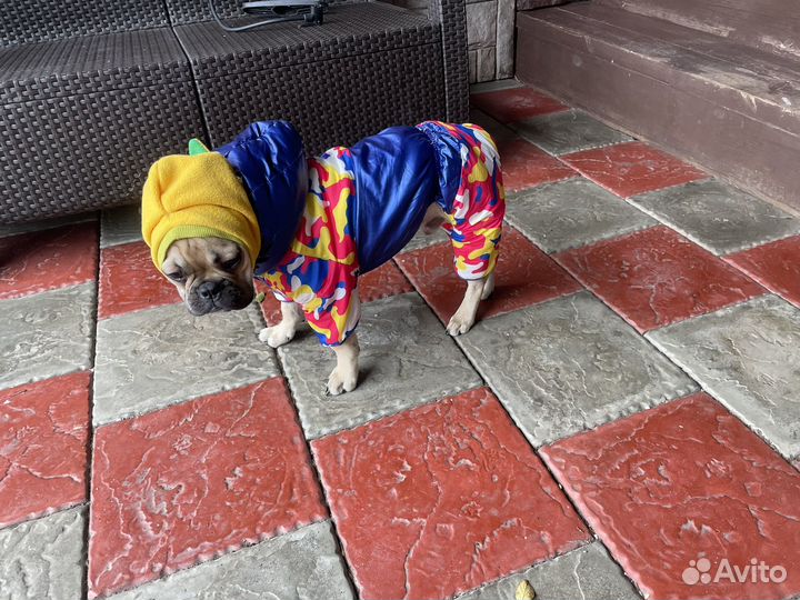 Куртка для собаки (мелких и средних пород)