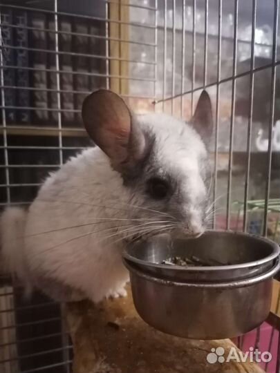 Шиншилла Белый Вильсон