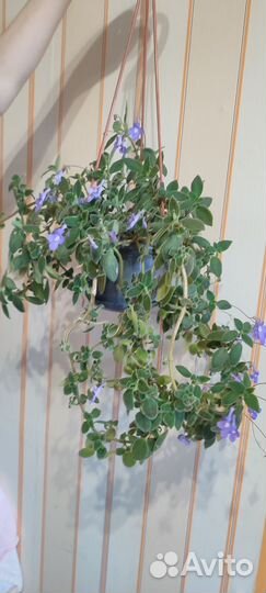 Стрептокарпелла голубая