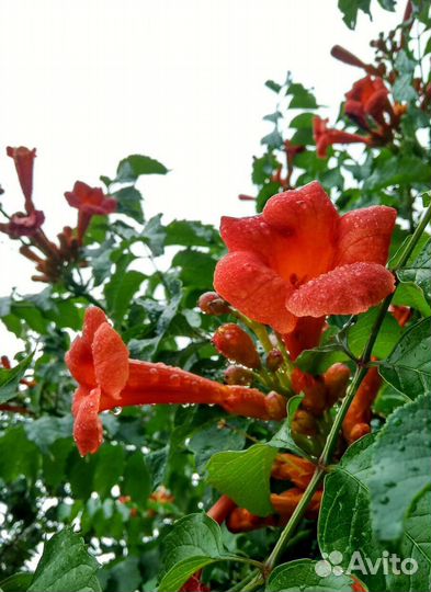 Саженцы кампсиса