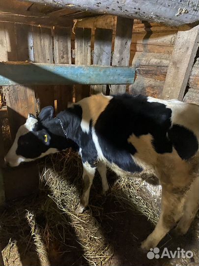 Коровы и нетели