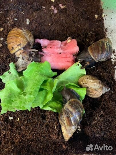 Улитка Ахатин