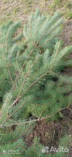 Хвойные деревья