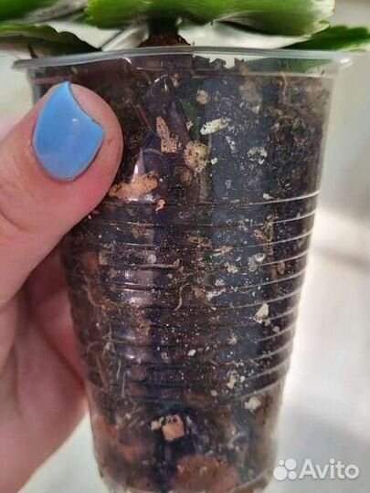 Каланхоэ жёлтый