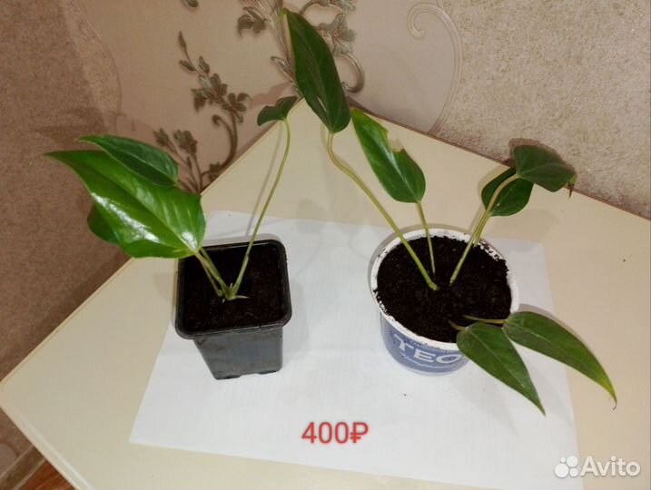 Антуриум Зизу фиолетовый