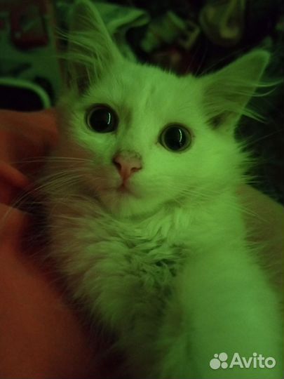 Котята в добрые руки бесплатно