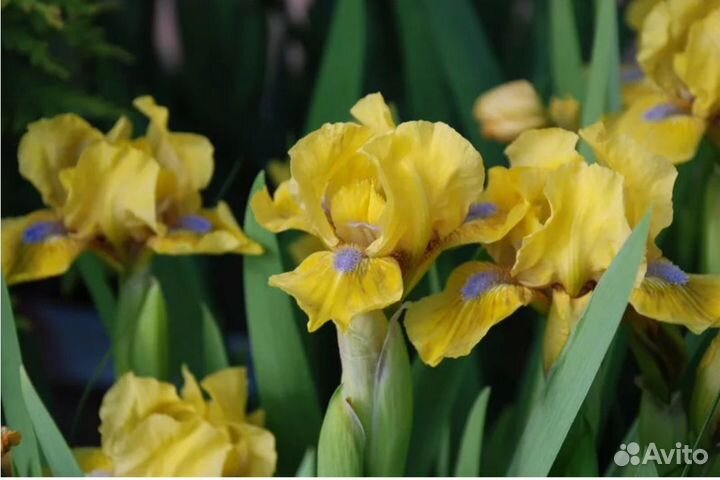 Многолетники (карликовые ирисы)