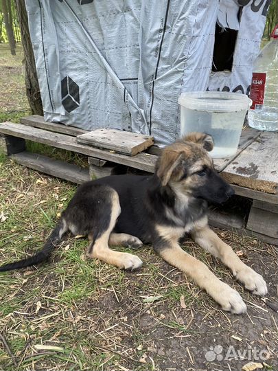 Щенки девочки