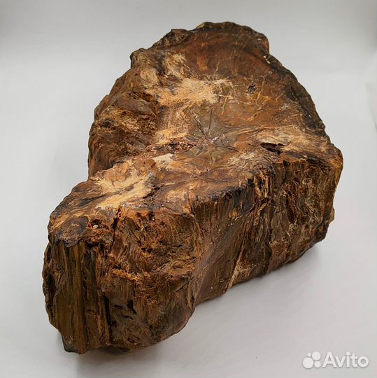 Окаменелое дерево, пенёк / Окаменелости