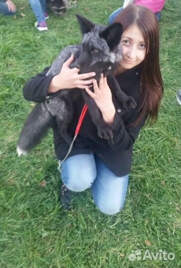 Фелинолог зоопсихолог для кошек