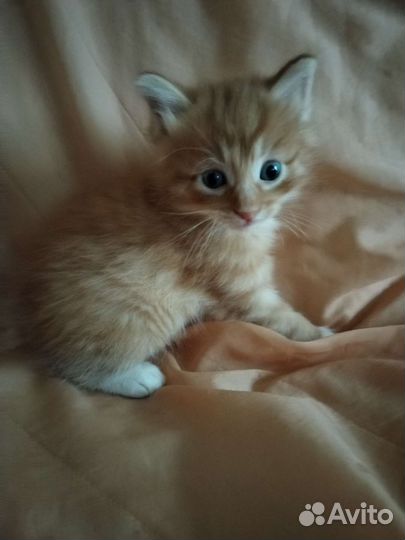 Котята курильского бобтейла