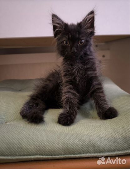 Домашние животные котята