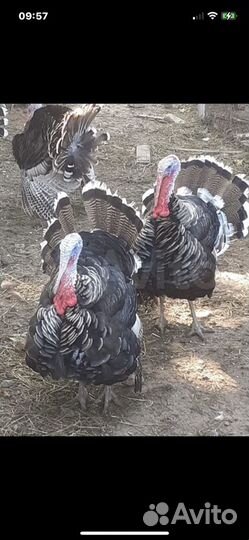 Семья Индюшек