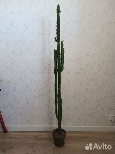 Молочай бронь