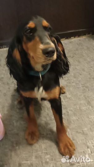 Русский охотничий спаниель сука 10 мес