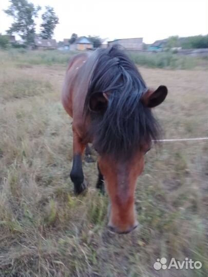 Лошади и жеребцы