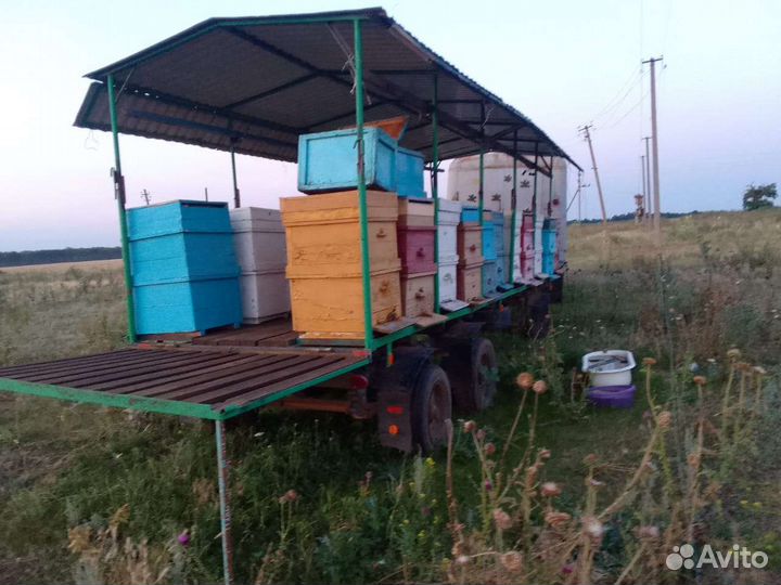 Пчелы улья пасеку