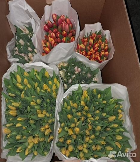 Тюльпаны оптом 85