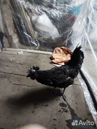 Черный петух