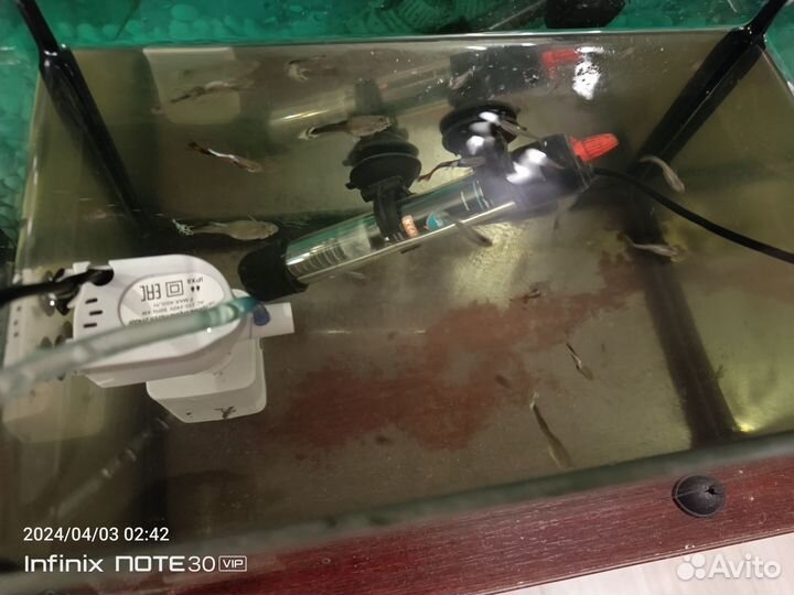 Аквариумные Гуппи