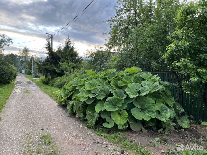 Белокопытник