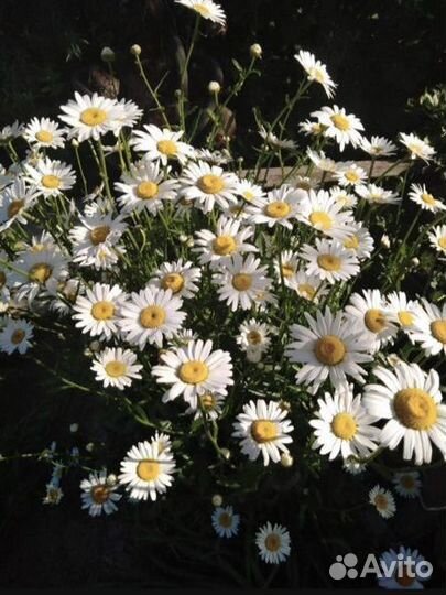 Анютины глазки,ромашка,флоксы и т.д