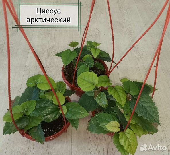 Сингониум/портулакия/циссус/фиттония/пилея/плектра