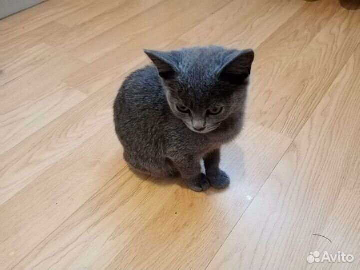 Русская голубая кошка