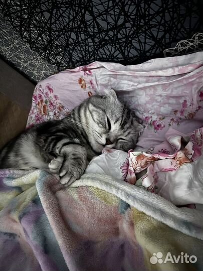 Шотландская вислоухий кот