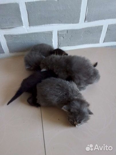 Котята от британочки