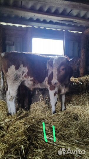 Бык. Бычки. Телята. С доставкой