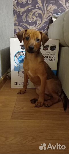 Карликовый пинчер