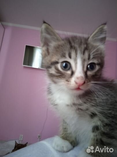 Котенок бесплатно