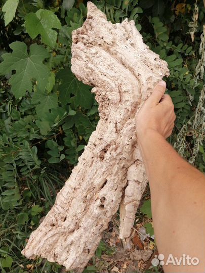 Кора пробкового дуба, лианы, лоза