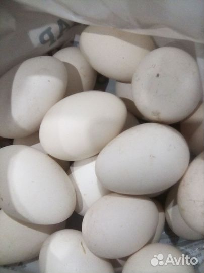 Продам мясо гуся в тушках и живьём на племя