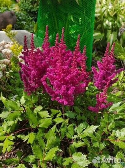 Астильба, махровые. Многолетники. Ромашка. Бордюры