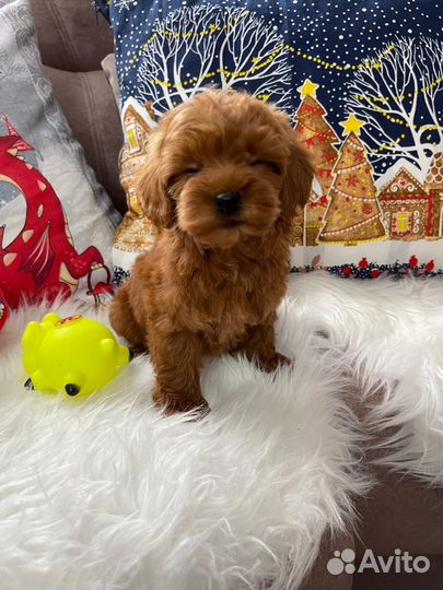 Кукольная мальтипу