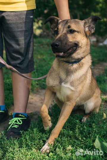 Собака Терра