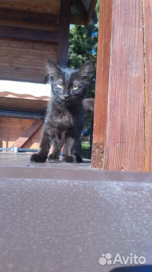 Котик в добрые руки