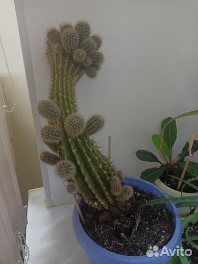 Кактусы и суккуленты