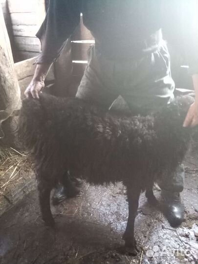 Баранчик на племя