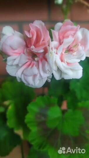 Пеларгония Apple blossom rosebud