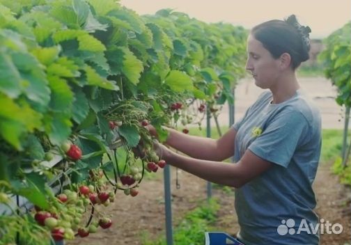 Сборщики(цы) клубники в теплицу