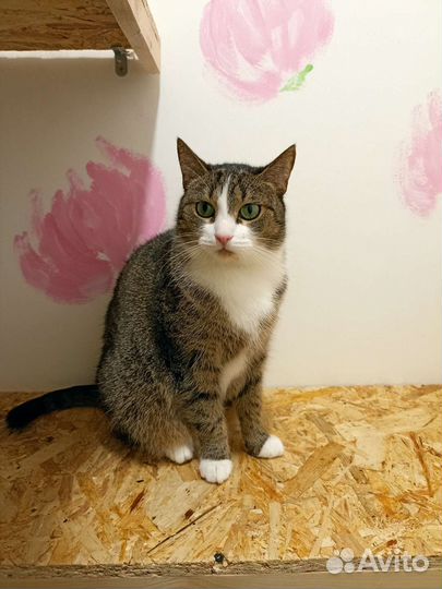 Кошка в добрые руки