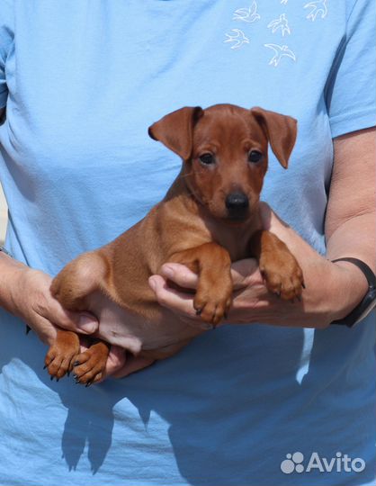 Цвергпинчер (карликовый пинчер - щенки)