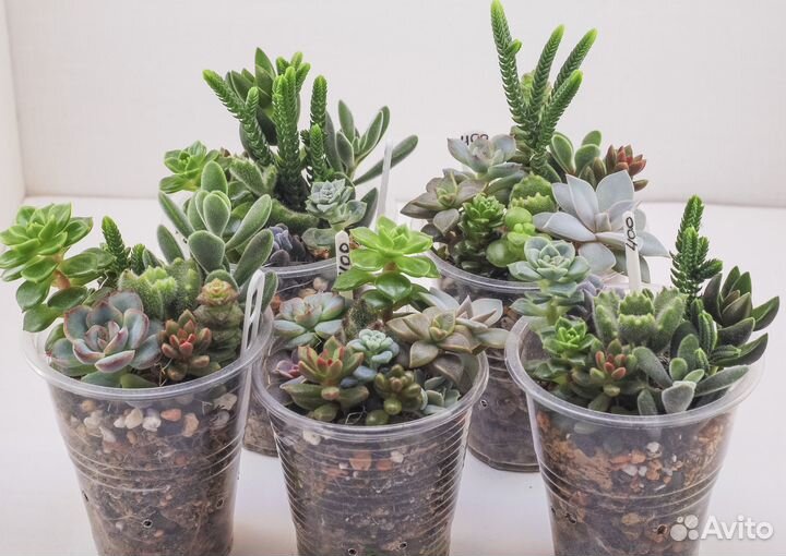 Суккуленты. Набор (стаканчик)