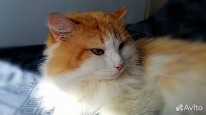 Котик бесплатно